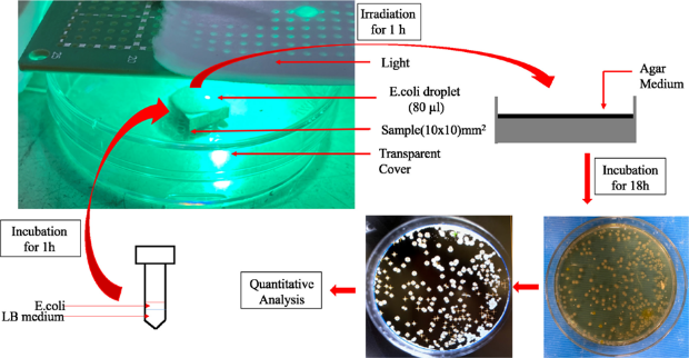水酸アパタイト・酸化チタン複合皮膜が可視光照射で抗菌性を発揮する MM Abir, Y Otsuka et.al., JMBBM 125 (2022)